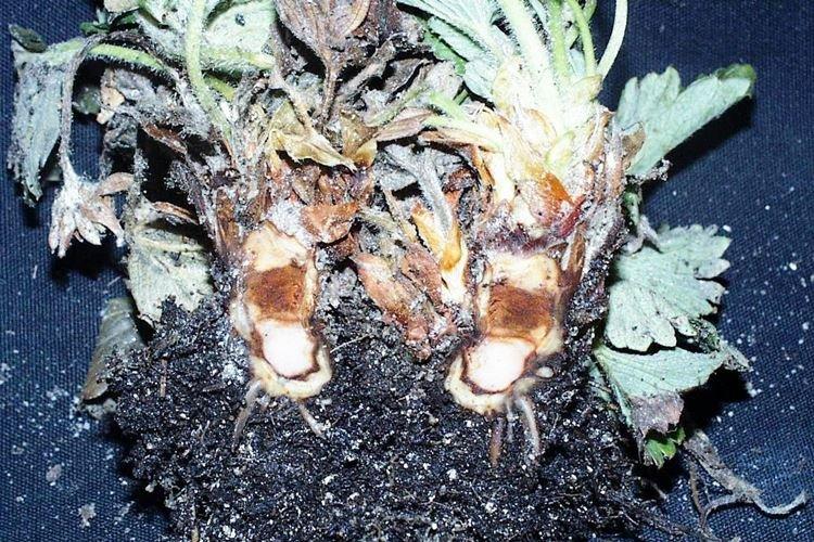 Rhizoctonia - Maladies des fraises, description avec photos et traitement