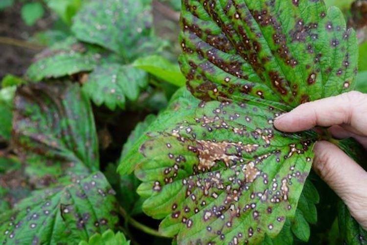 Tache blanche - Maladies des fraises, description avec photos et traitement