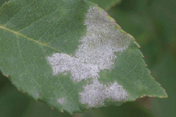 Floraison blanche sur les feuilles - Maladies des feuilles d'abricot