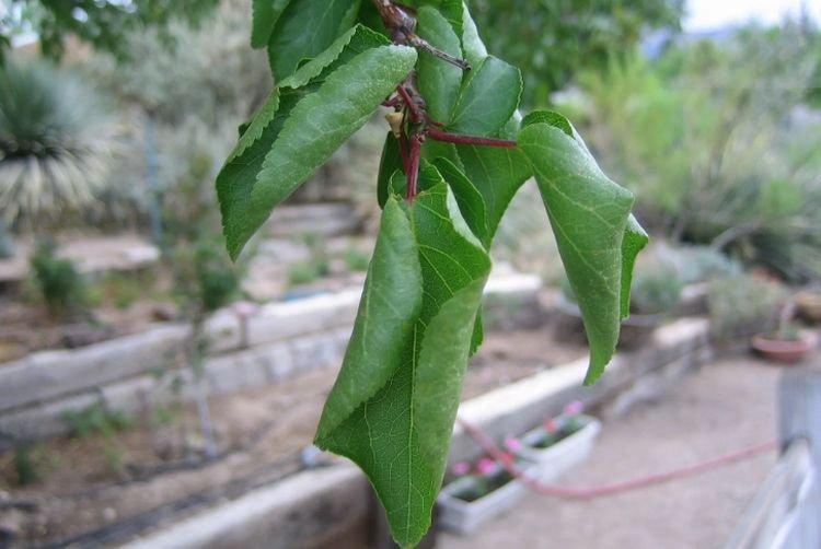 Ondulation des feuilles - Maladies des feuilles de l'abricot