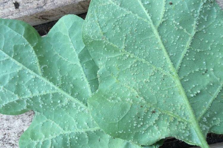 Bosses et bosses sur les feuilles - Maladies des feuilles chez l'aubergine