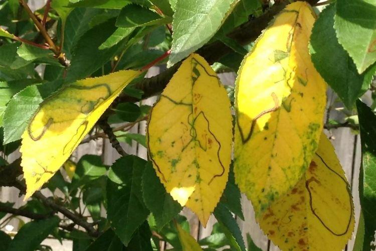 Feuilles pâles et claires - Maladies du cerisier