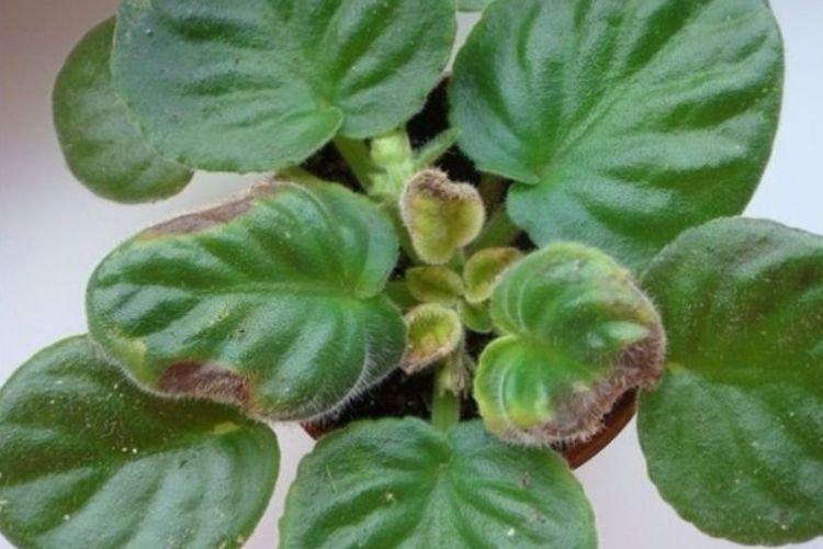 Les feuilles jaunissent et sèchent - Maladies des feuilles de violette