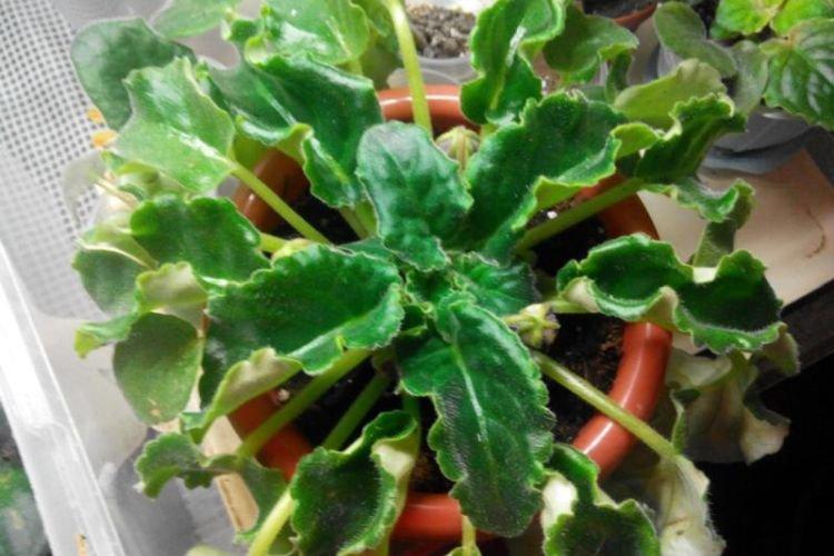 Ondulation des feuilles - Maladies de la feuille de violette