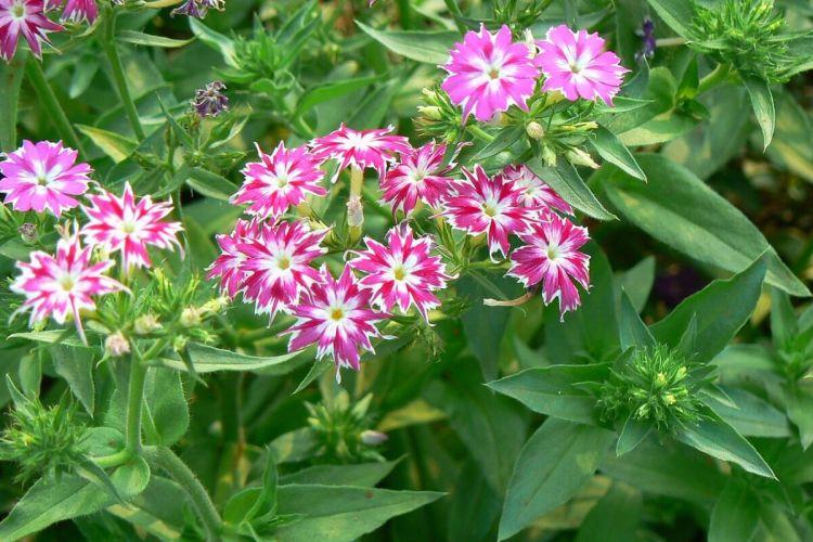 Maladies des feuilles de Phlox: descriptions avec photos, traitement