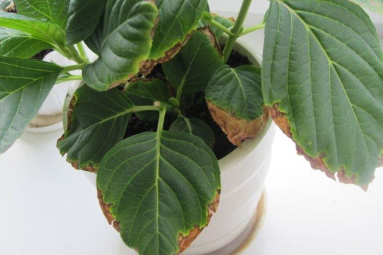 Les feuilles jaunissent et sèchent - Maladies des feuilles d'hortensia