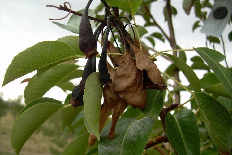 Ondulation des feuilles - Maladies du poirier
