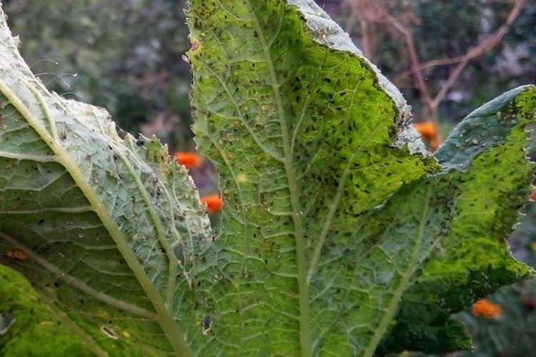 Boutons et bosses sur les feuilles - Maladies des feuilles des courgettes