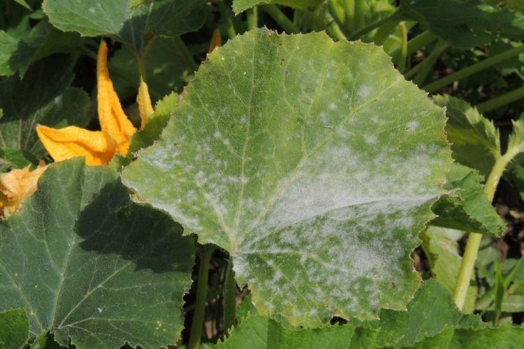 Floraison blanche sur les feuilles - Maladies des feuilles des courgettes