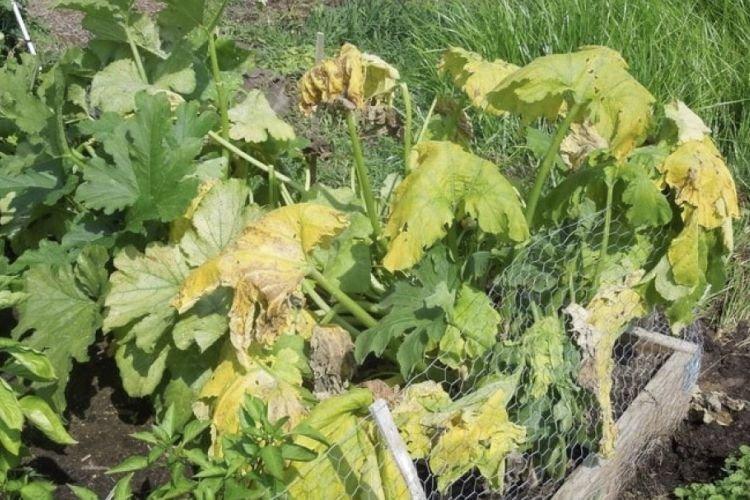 Ondulation des feuilles - Maladies foliaires de la courge