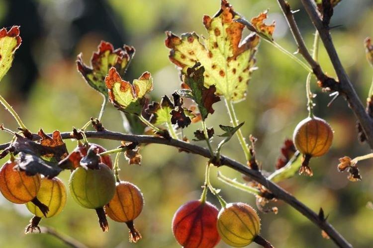 Taches brunes sur les feuilles - Maladies des feuilles de groseille à maquereau