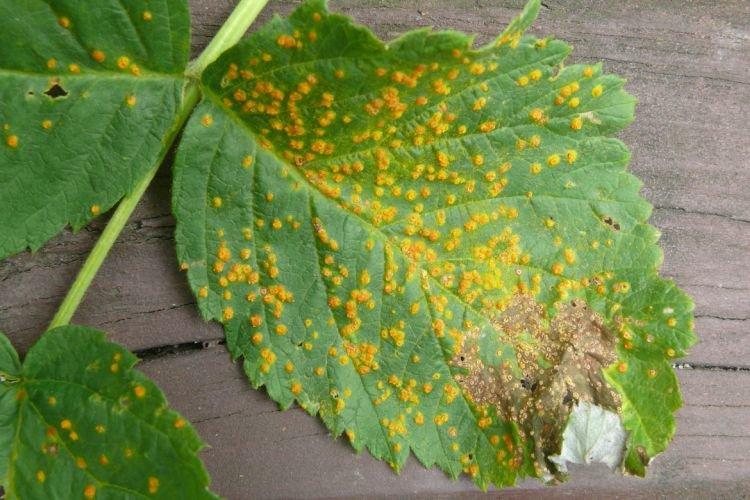 Taches brunes sur les feuilles - Maladies du framboisier