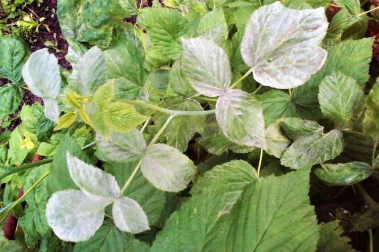 Floraison blanche sur les feuilles - Maladies du framboisier