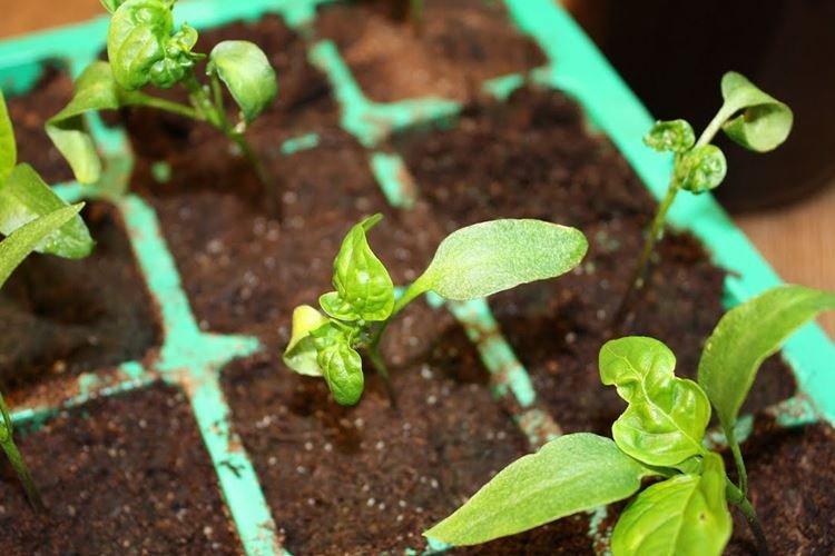 Feuilles frisées - Maladies des feuilles de poivron