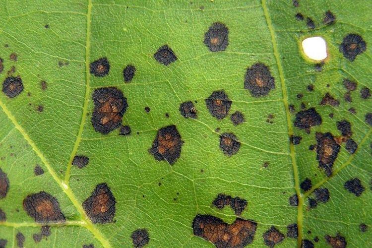 Les feuilles noircissent - Maladies des feuilles du pêcher