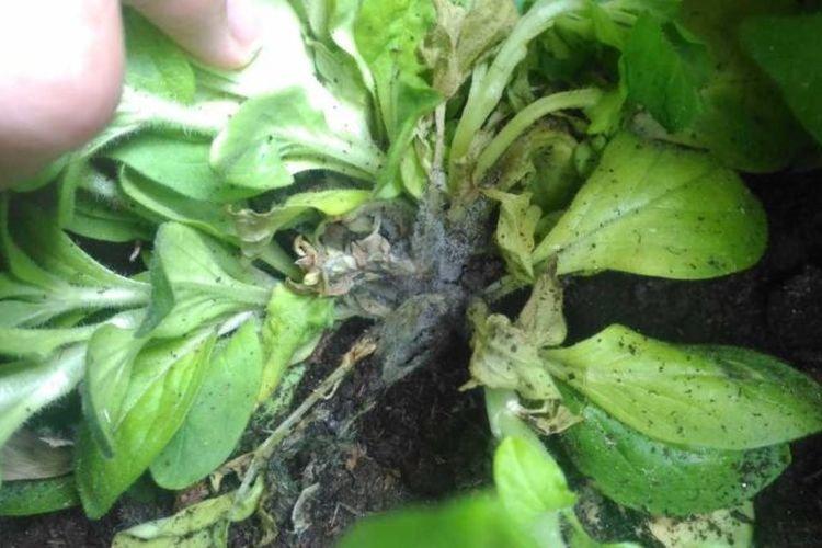 Les feuilles noircissent - Maladies des feuilles du pétunia