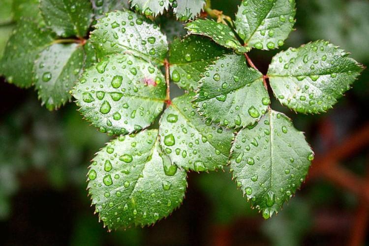 Maladies du rosier: descriptions avec photos, traitement