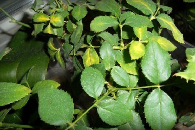 Les feuilles jaunissent et sèchent - Maladies des feuilles dans une rose