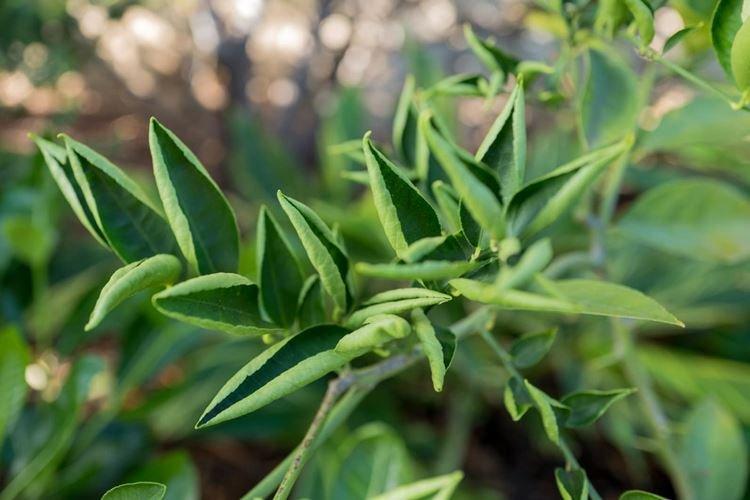 Ondulation des feuilles - Maladies des feuilles d'une rose
