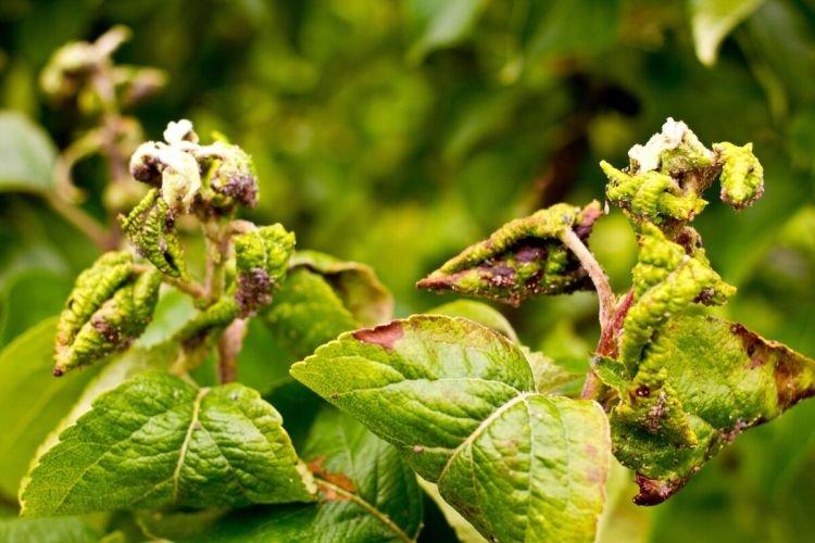 Boutons et bosses sur les feuilles - Maladies des feuilles de prunier