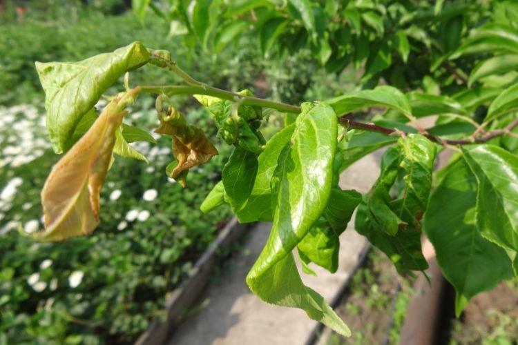 Feuilles enroulées - Maladies des feuilles de prunier
