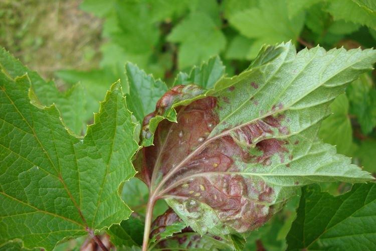 Taches brunes sur les feuilles - Maladies des feuilles de cassis