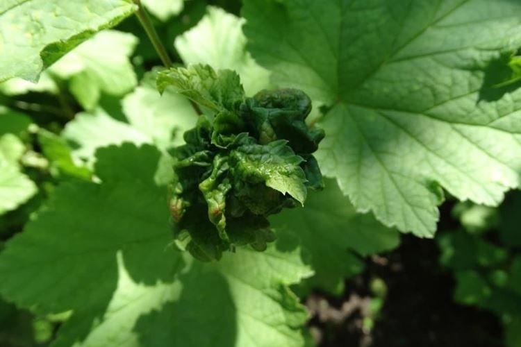 Ondulation des feuilles - Maladies des feuilles de cassis