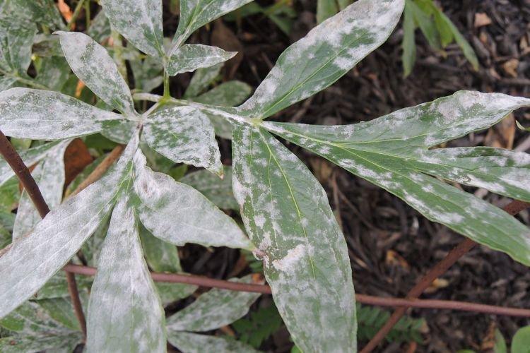 Floraison blanche sur les feuilles - Maladies des feuilles des pivoines