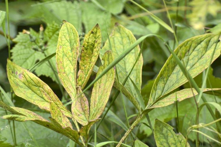 Feuilles pâles et claires - Maladies foliaires des pivoines