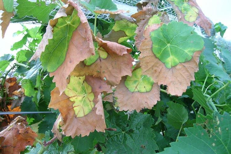Les feuilles jaunissent et sèchent - Maladies des feuilles de vigne