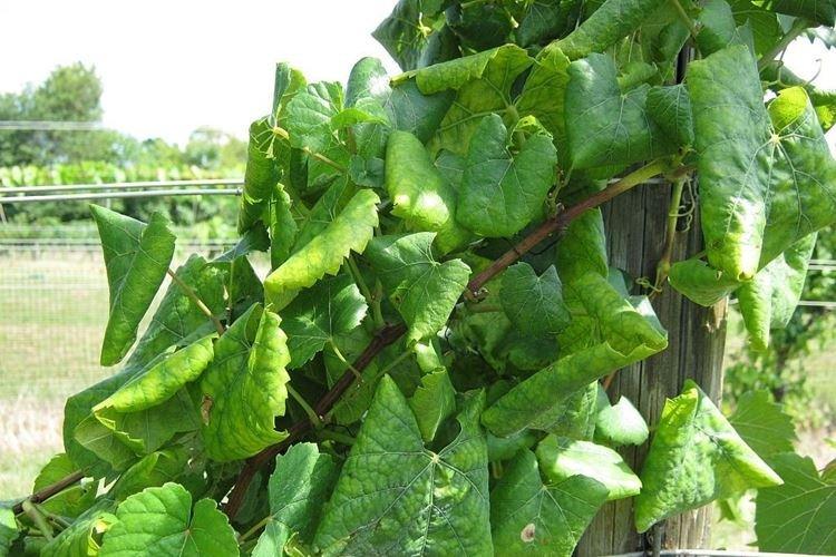Ondulation des feuilles - Maladies des feuilles de vigne
