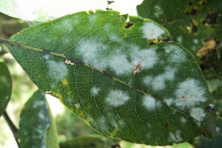 Floraison blanche sur les feuilles - Maladies des feuilles de cerisier