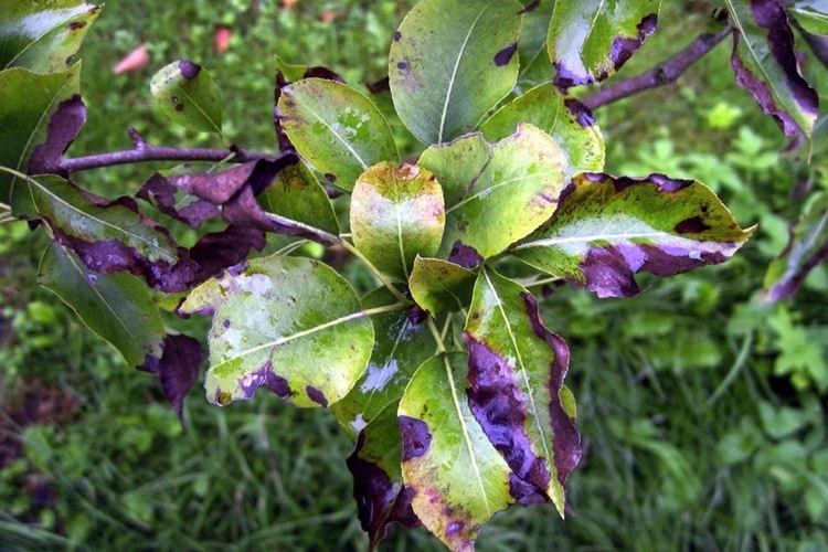 Les feuilles noircissent - Maladies des feuilles du pommier
