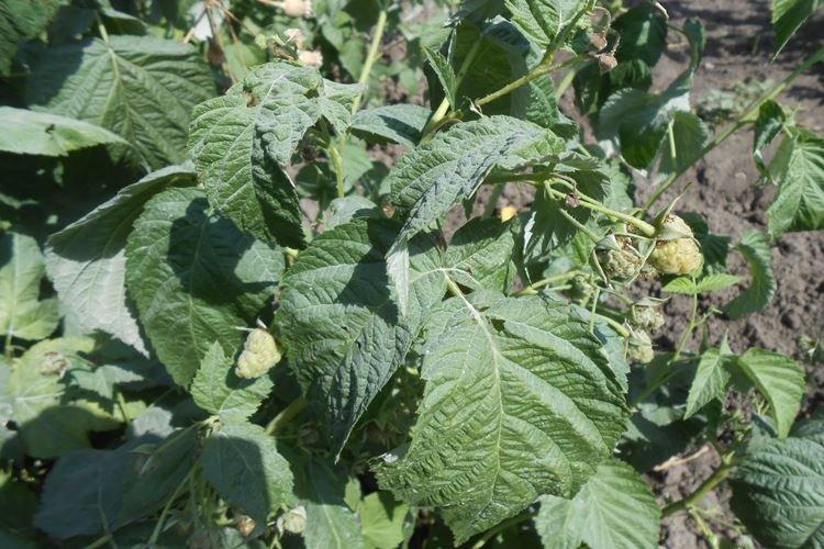 Curly - Maladies des framboises, description avec photos et traitement