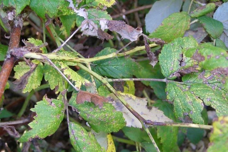 Septoria - Maladies des framboises, description avec photos et traitement