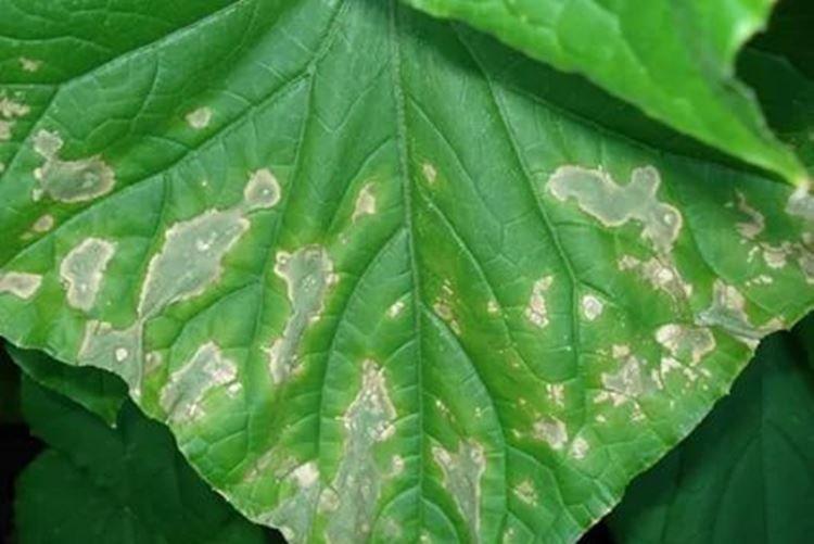 Ascochitose - Maladies des concombres, description avec photos et traitement