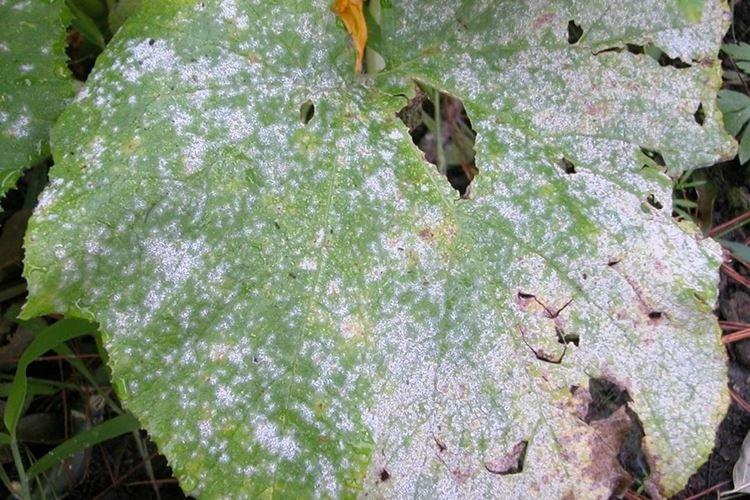 Oïdium - Maladies des concombres, description avec photos et traitement