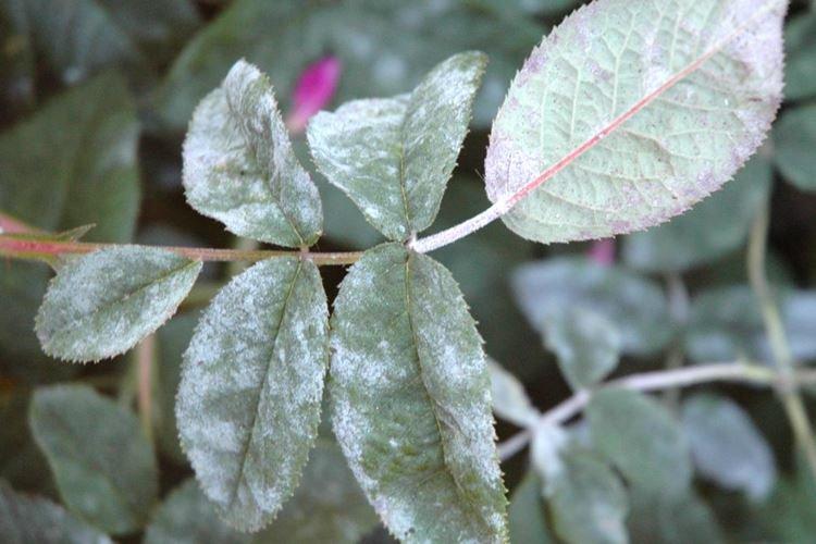 Oïdium - Maladies des roses, description avec photos et traitement