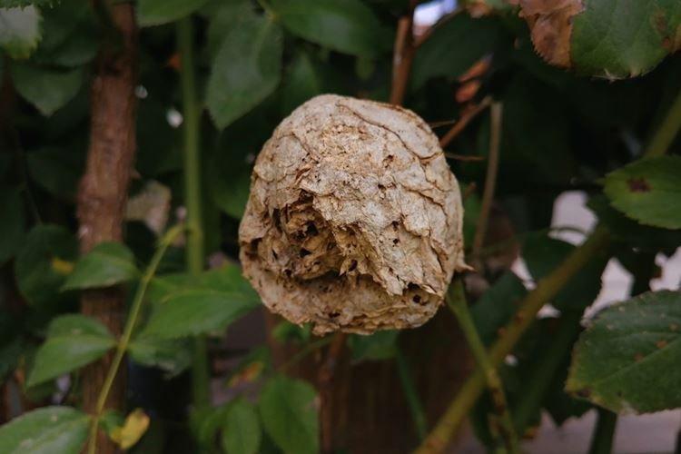 Pourriture grise - Maladies des roses, description avec photos et traitement