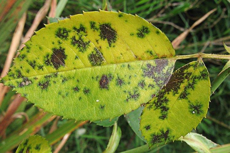 Tache noire - Maladies des roses, description avec photos et traitement