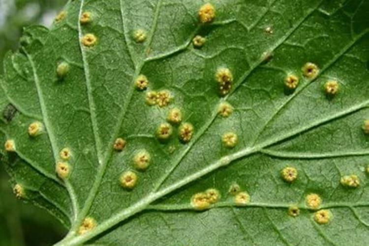 Rouille - Maladies du groseillier, description avec photos et traitement