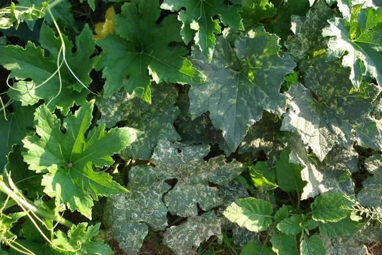 Mosaïque - Maladies du raisin, description avec photos et traitement