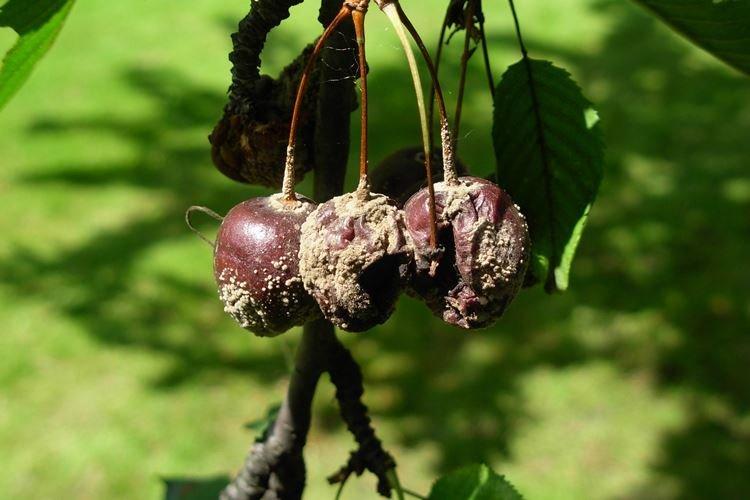 Anthracnose - Maladies des cerises, description avec photos et traitement