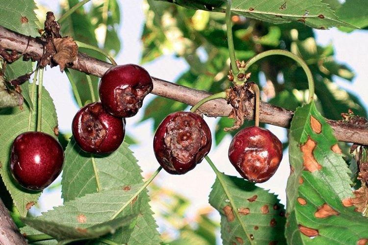 Tavelure - Maladies des cerises, description avec photos et traitement