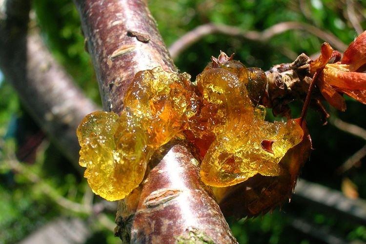 Gomoz - Maladies des cerises, description avec photos et traitement