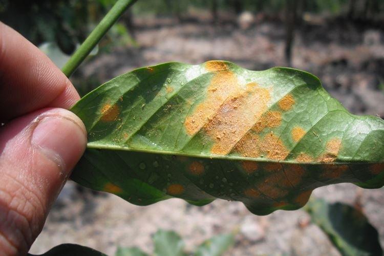 Rouille - Maladies des cerises, description avec photos et traitement
