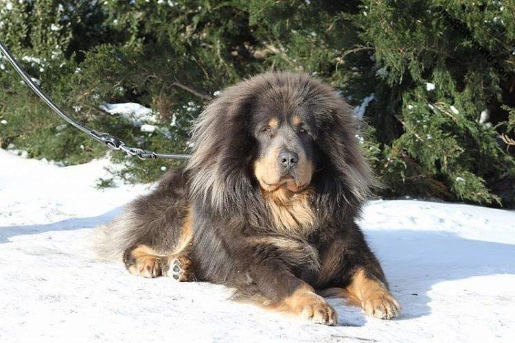Dogue du Tibet - Grandes races de chiens