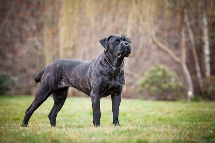 Cane Corso - Grandes races de chiens
