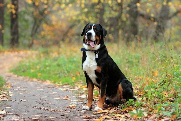 Grand Bouvier Suisse - Grandes races de chiens