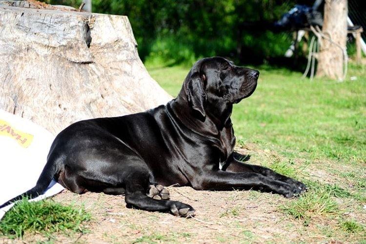 Fila brasileiro - Grandes races de chiens